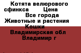 Котята велюрового сфинкса. .. › Цена ­ 15 000 - Все города Животные и растения » Кошки   . Владимирская обл.,Владимир г.